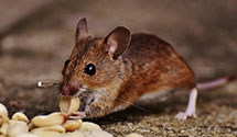 24 Hour & Emergency Exterminators in Mount Nebo, PA